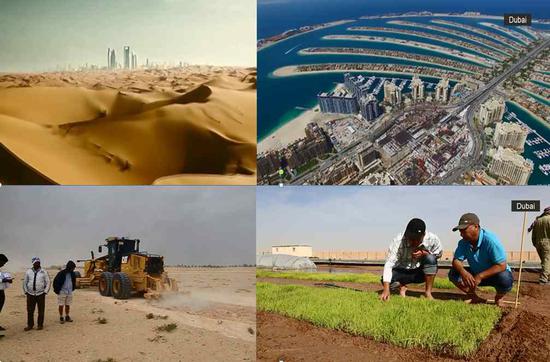 The Qingdao R&D Center planted sea rice in Dubai under bad desert conditions. /CGTN Photo