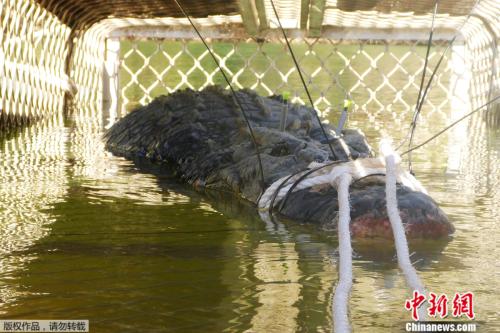The male saltwater crocodile. (Photo/Agencies)