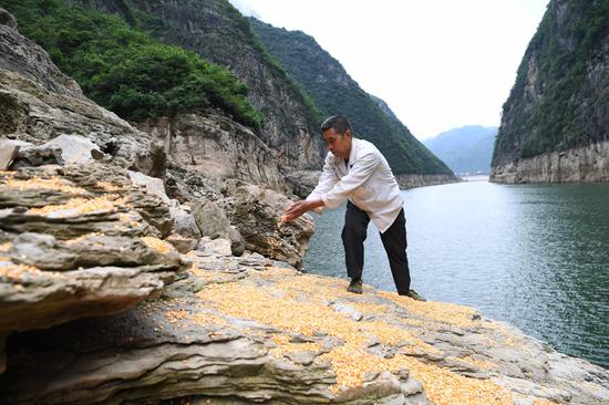 Dai Guangqun scatters corn on a rock formation along the Daning river, a tributary of the Yangtze River, in Chongqing's Wushan county. （Photo/Xinhua）