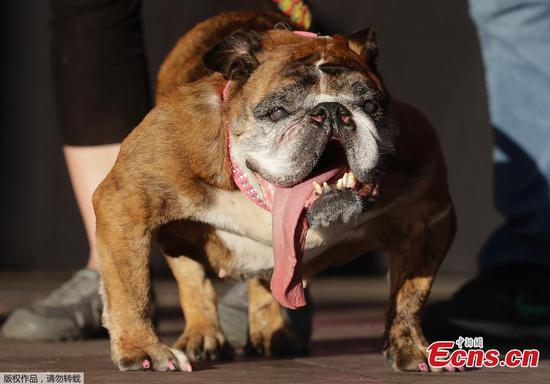Zsa Zsa, the 'world's ugliest dog,' has died at 9 years old 