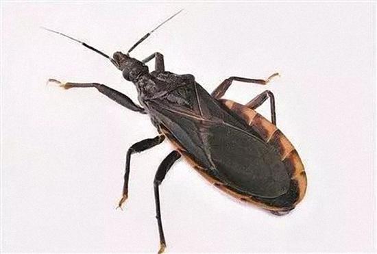 A triatomine bug, also known as a kissing bug. (Photo/China Daily)