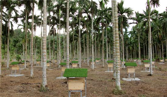 Beekeeping is now a major source of income for farmers in Qiongzhong, Hainan province.(Photo: For China Daily/Zhu Dequan)