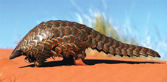 The critically endangered pangolin is hunted, traded and killed for its scales and meat. (Provided to China Daily)
