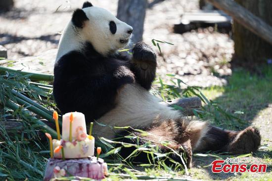 Panda Jiaoqing celebrates 8th birthday in Berlin 