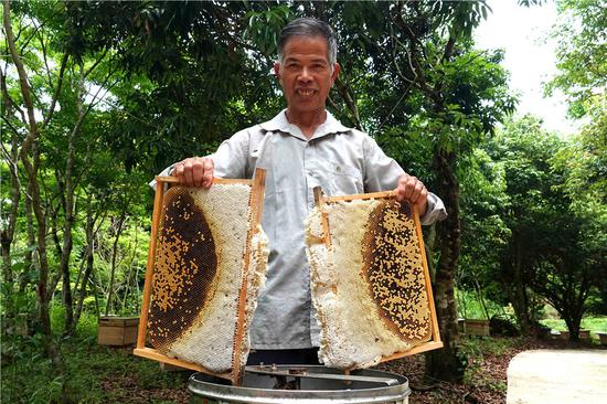 Jiang Shanhai, a beekeeper in Qiongzhong, Hainan province, harvests honey at his farm. (Photo: For China Daily/Zhu Dequan)