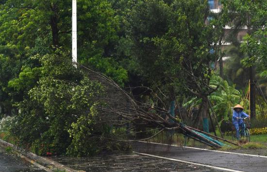A bicyclist passes a fallen tree in Qionghai, Hainan province, on Wednesday. Typhoon Son-Tinh made landfall on the island province at around 4:50 am that day. (Photo/Xinhua)