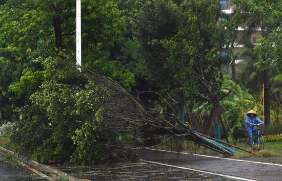 A bicyclist passes a fallen tree in Qionghai, Hainan Province, on Wednesday. Typhoon Son-Tinh made landfall on the island province at around 4:50 am that day. (YANG GUANYU/XINHUA)