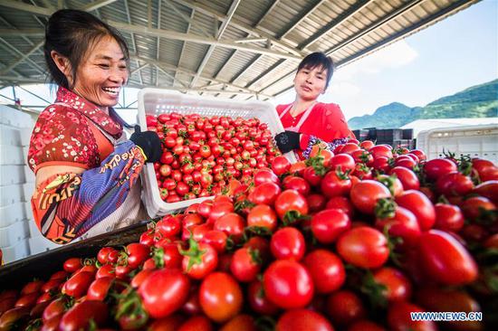 Farmers busy collecting cherry tomatoes during harvest season in Guizhou