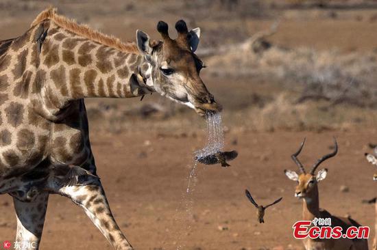 Unlucky bird gets a surprise shower when it flies in front of a spitting giraffe