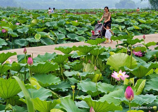 Tourists enjoy lotus at the Nanhu Park in Tangshan, north China's Hebei Province, July 18, 2018. (Xinhua/Yang Shiyao)