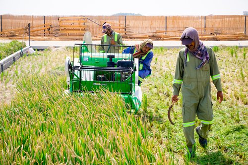 Workers reap rice in Dubai. (Photo/Courtesy of Qingdao Saltwater Rice Research and Development Center)