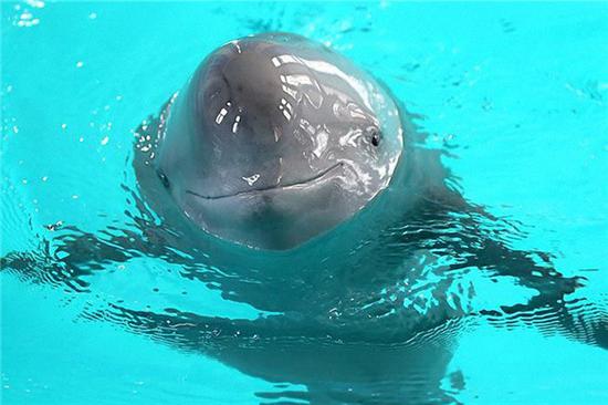 A captive finless porpoise swims in an aquarium in the Chinese Academy of Sciences' Institute of Hydrobiology in Wuhan, Hubei province, in 2016. (Photo/Xinhua)