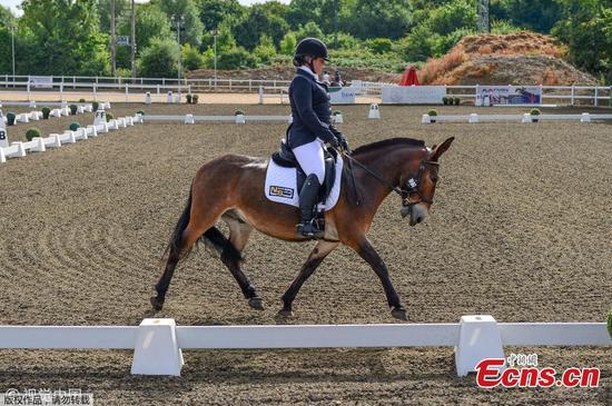 Wallace the mule wins first dressage event