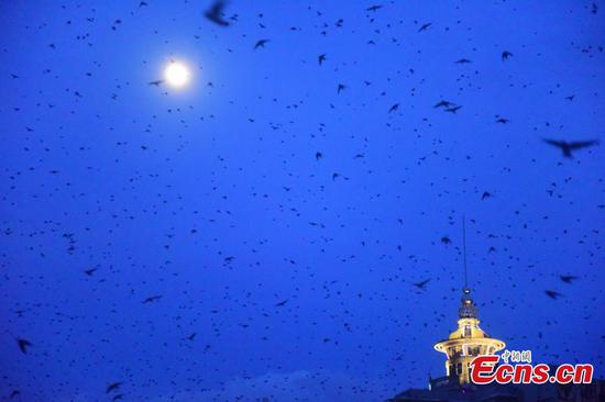 Swallows fill the sky in southern town