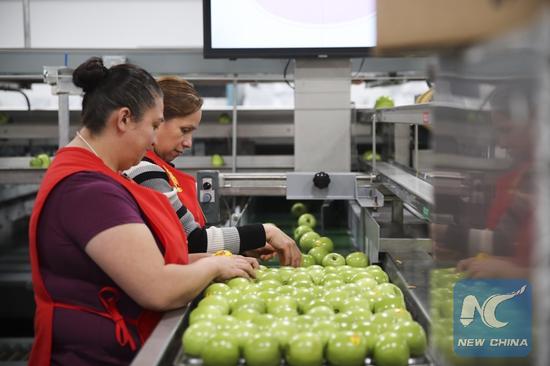 The file photo shows that workers put granny smith apples into trays on a packing line at a packing house of Auvil Fruit Company in Wenatchee, Washington State, the United States, on Nov. 3, 2017. (Xinhua/Wang Ying)