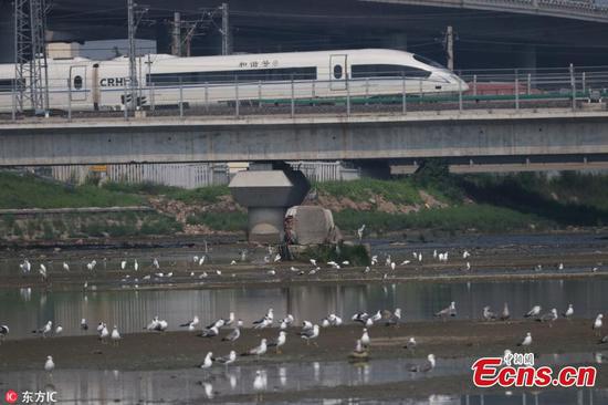 Sea birds and high-speed trains in harmony 