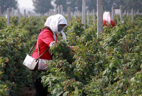 The world's largest red raspberry contiguous planting base provides job for more than 400 people at Minning town. (Photo/chinadaily.com.cn)