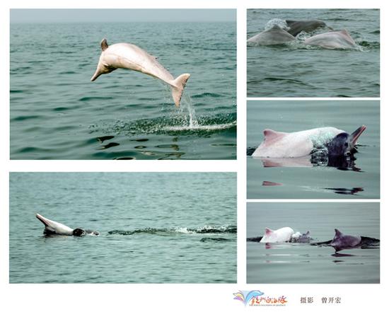 With bettering protection measures, the number of Chinese white dolphins in Sanniang Bay of Guangxi Zhuang autonomous region has increased from 100 in 2006 to around 230 today. (PHOTO BY XU ZHIGAN/ZENG KAIHONG/FOR CHINA DAILY)