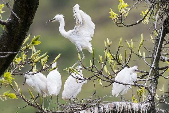 Egrets rest in a tree near the Chishui River in Renhuai, Guizhou Province. (Chen Yong/China Daily)