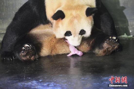First captive panda gives birth to twins after mating with wild panda