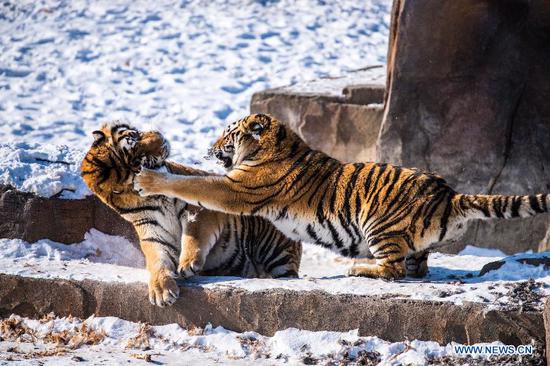 Siberian tigers play during wild training at the Siberian Tiger Park in Harbin, capital of northeast China's Heilongjiang Province, Jan. 28, 2018. (Xinhua/Wang Zhaobo)