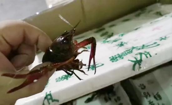 The 5,000 crawfish, with a weight of 270 kilograms, departed on July 26 from a crawfish farm in Hubei and arrived Dubai 25 hours later. (Photo provided to chinadaily.com.cn)