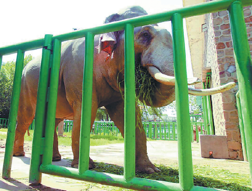 Asian elephant Babu feeds himself with his shortened trunk at Zhengzhou Zoo in Central China's Henan Province. (Deng Wanli/For China Daily)