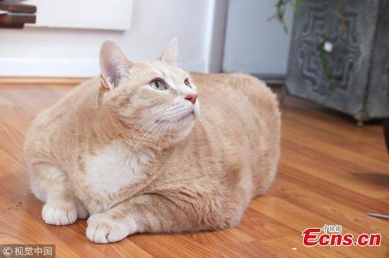 Giant cat dubbed the real-life Garfield takes on a diet program 
