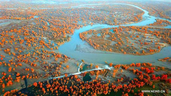 Aerial photo taken on Oct. 31, 2017 shows the autumn-colored scenery along banks of Tarim River in Weili County, northwest China's Xinjiang Uygur Autonomous Region. (Photo/Xinhua)