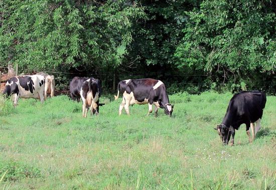 Cows graze on Bill Beam's farm outside of Philadelphia, Pennsylvania. The farm has been in Beam's family since the early 1950s. Beam said he will probably apply for aid under a $12 billion federal program. (Calvin Zhou / CHINA DAILY)