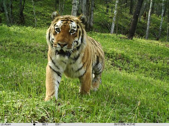 A snapshot of a wild Amur tiger taken by a camera set up by the WWF in Suiyang town, Heilongjiang Province. (Photo provided to China Daily)