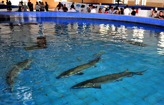 Chinese sturgeon are kept in a pool used for artificial breeding at the Chinese Sturgeon Research Institute, in Yichang, Hubei Province. (ZHANG GUORONG/FOR CHINA DAILY)