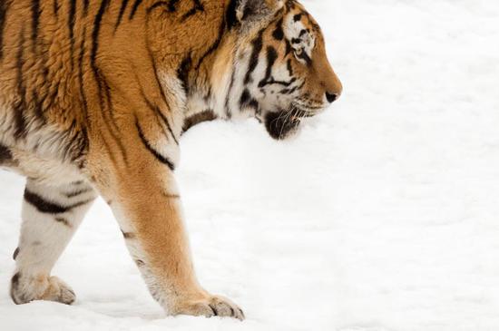 An Amur tiger walking in the snow is caught on a camera set up by the WWF. (Photo provided to China Daily)