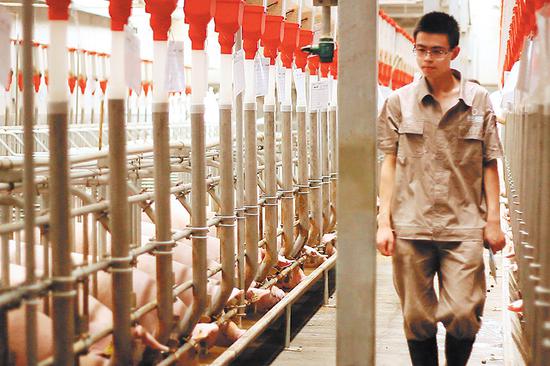 An employee checks the condition of pigs at a hog farm of Tequ Group in Southwest China's Sichuan province, which uses smart sensors and data analytics to monitor each hog's activity and log their state of health in real time. (Photo provided to China Daily)