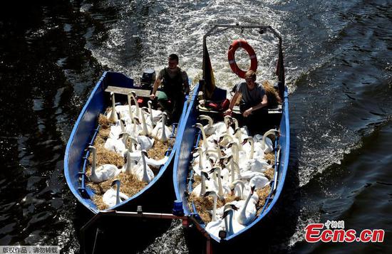 Swans relocated to escape from heatwave in Germany