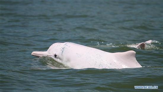 File photo shows a Chinese white dolphin at the Pearl River Estuary in south China's Guangdong Province. (Xinhua)