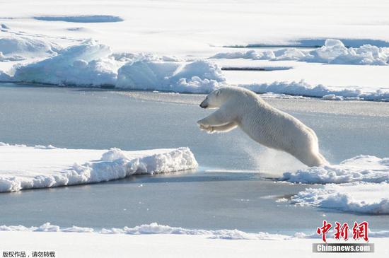 This U.S. Coast Guard photo shows a polar bear observed off Coast Guard Cutter Healy's stern, on Aug. 23, 2015, while the cutter is underway in the Arctic Ocean in support of Geotraces. (Photo/Agencies)