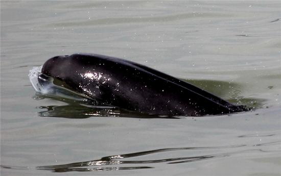 A survey has found there are 1,012 finless porpoises in the Yangtze and the freshwater lakes linked to it. (YANG GUANG FOR/CHINA DAILY)