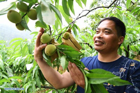 Desertification-tolerant peach variety helps villagers get rid of poverty in Wulong, Chongqing