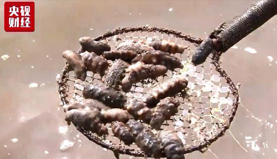 Dead bodies of sea cucumbers. (Photo/CCTV)