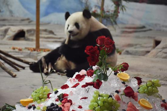 Panda Sijia celebrates birthday