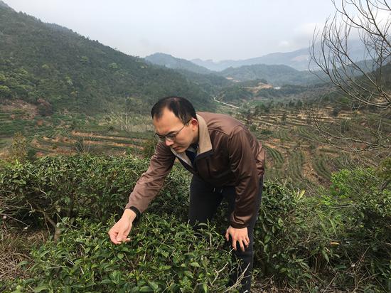 Tseng Kuan-ying works at his family's tea plantation in Changtai county, Fujian Province. (Photo provided to China Daily)