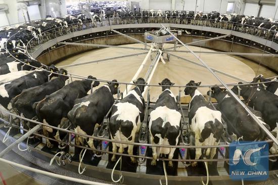 Photo taken on March 23, 2018 shows the automatic milking equipment and cows to be milked at Fair Oaks Farms in Fair Oaks, Indiana, the United States.(Xinhua/Wang Ping)