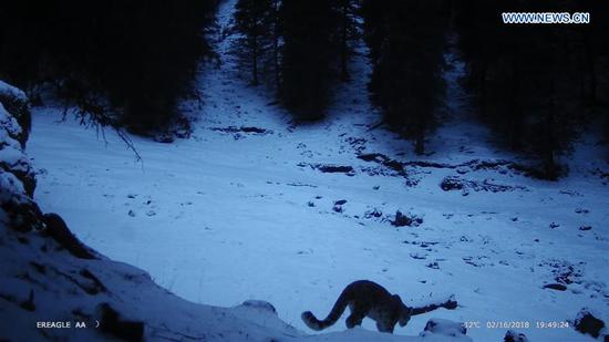 Snow leopard protection project launched in Xinjiang