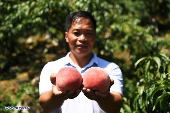 Shen Jianzhong shows fresh peaches at a planting base in the Wulong District of Chongqing, southwest China, Aug. 9, 2018. Shen Jianzhong, a 47-year-old villager of Fazi Village, developed a desertification-tolerant peach variety and helped villagers to get rid of poverty. (Xinhua/Wang Quanchao)