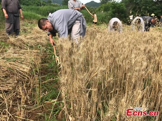 Monks from the Shaolin Temple harvest wheat at a farm in Dengfeng, Henan province, June 21, 2018. (Photo/China News Service)