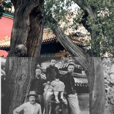 This photo is combined with two photos, the colorful part is taken in 2018 by CGTN, and the black and white part is from VCG, which was in fact taken before 1920s. The photo shows the last Chinese emperor Puyi (R), his younger brother Pujie and his English teacher Johnston from Scotland in the imperial garden.