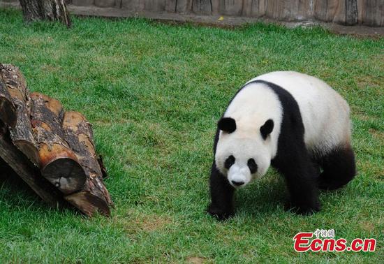 Two giant pandas end high-altitude habitat research 
