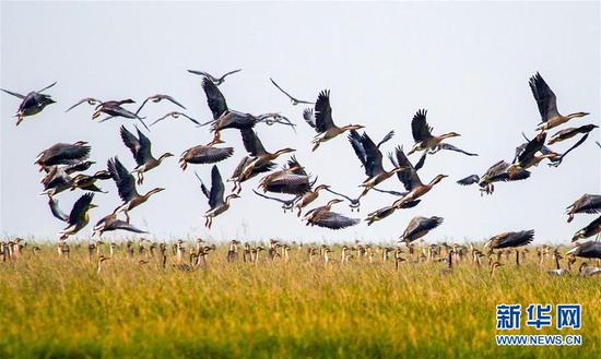 Birds fly over the Poyang Lake, Jiangxi Province, Nov 24, 2017. (Photo/Xinhua)