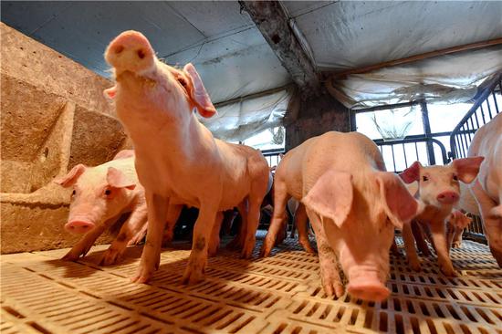 Piglets are held in pens at a modern pig farm in Beijing on April 30. (Photo by Wu Bo/For China Daily)